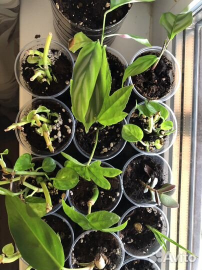 Сциндапсус, ктенанта, пахира, алоказия, сингониум