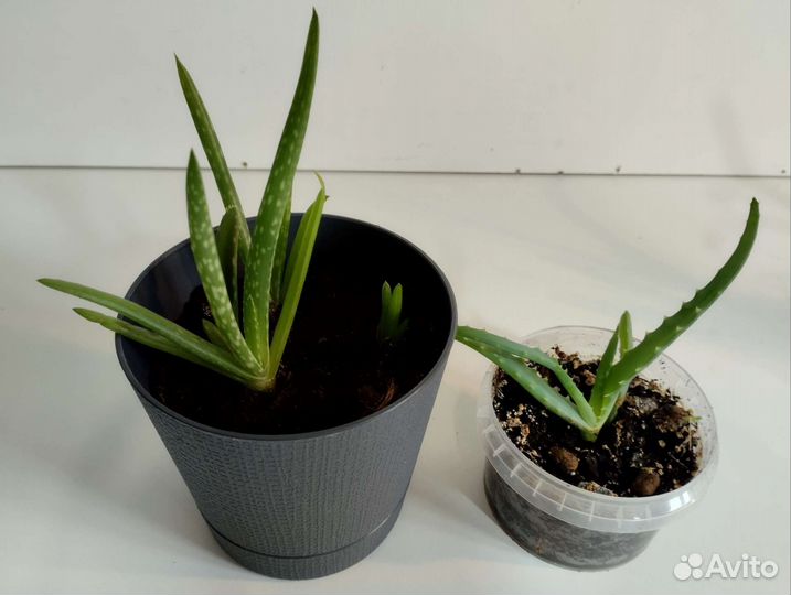 Алоэ лечебные укоренённые отростки