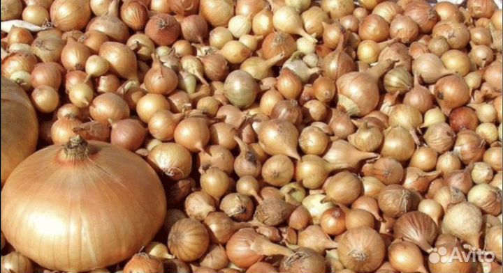 Лук севок