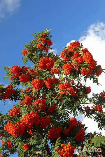 Саженцы Рябины