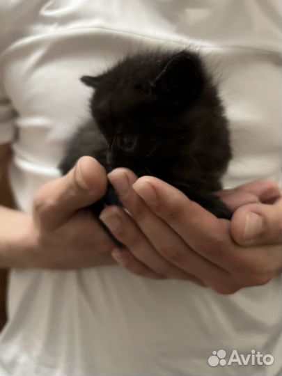 Ищем дом котятам