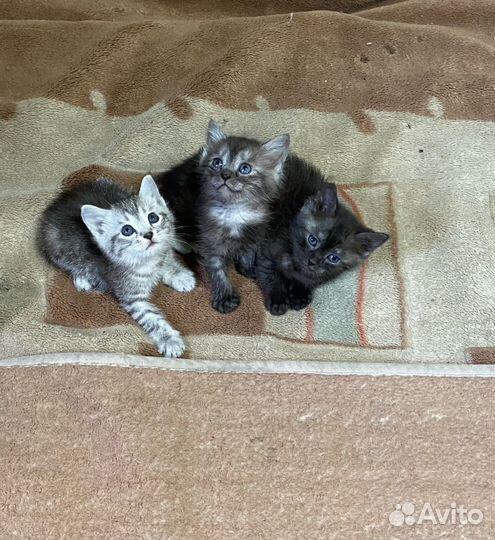 Отдам котят