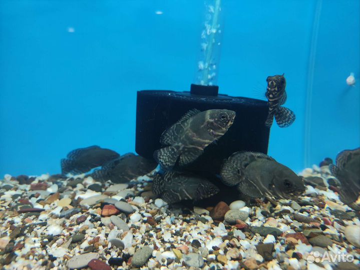 Аквариумные рыбки