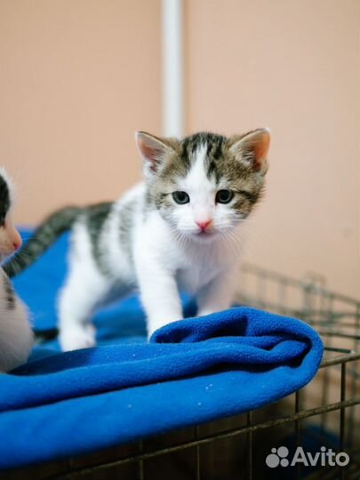 Котенок в добрые руки