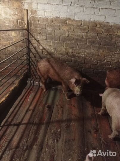 Хряк на племя