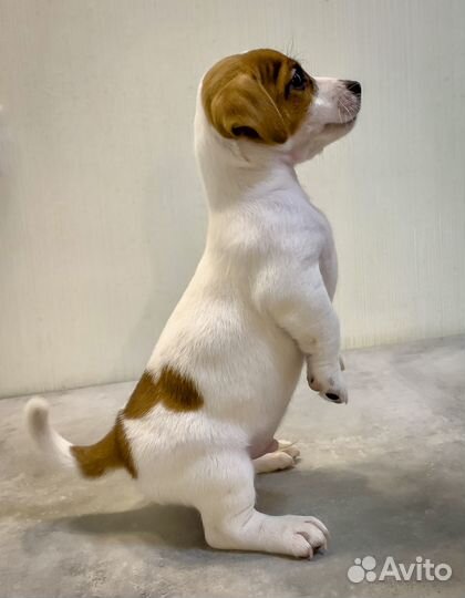 Мальчик Джек Рассел терьер