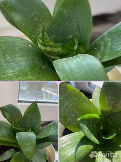 Сансевиерия и каланхоэ цветущий