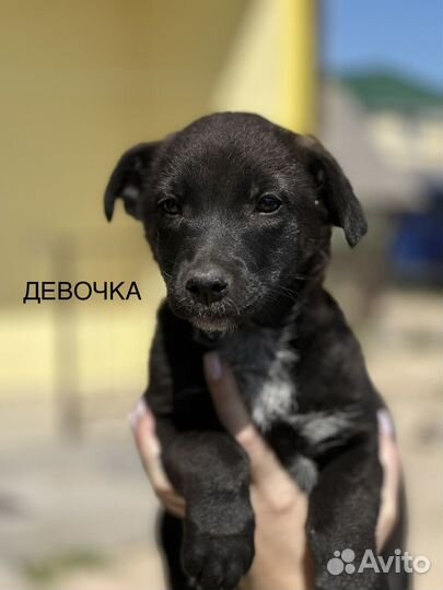 Собака в добрые руки отдам бесплатно