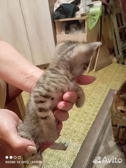 Котенок девочка