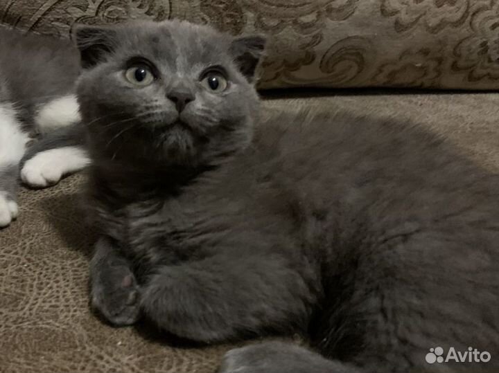 Шотландская вислоухая