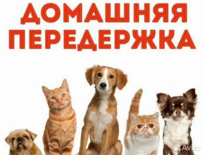 Передержка животных