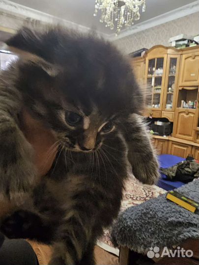 Котёнка продам 2т