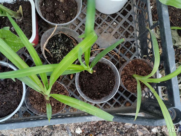 Садовые растения 2