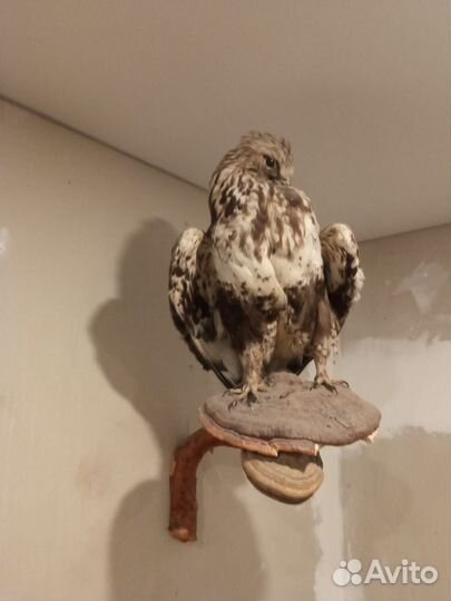 Волк,лиса, ястреб