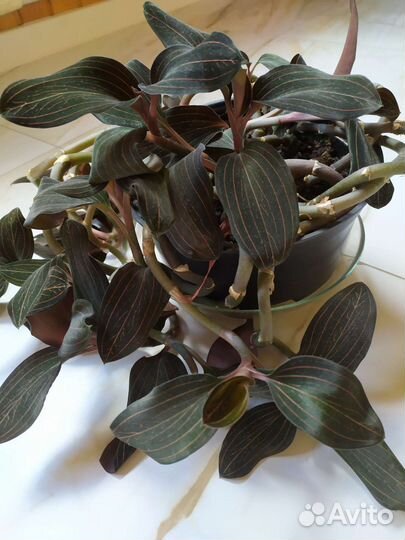 Орхидея лудизия