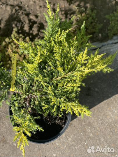 Можжевельник средний Голд Кост (Gold Coast)