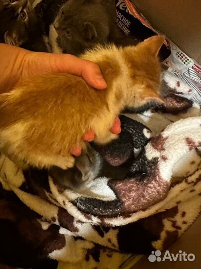 Котенок рыжий пятнистый 1,5 месяца в добрые руки