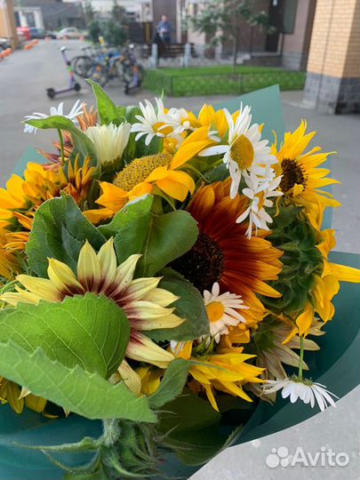 Семена декоративного подсолнуха