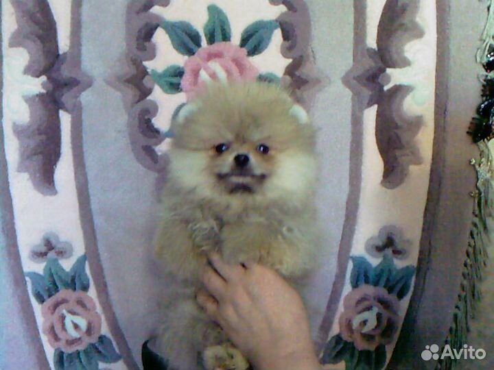 Очаровательные мишки шпицыки