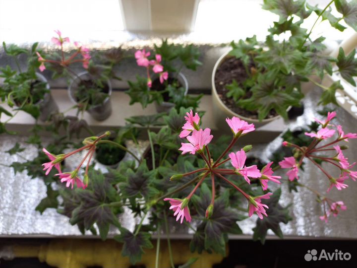 Герань (пеларгония) Fallen Angel звездчатая