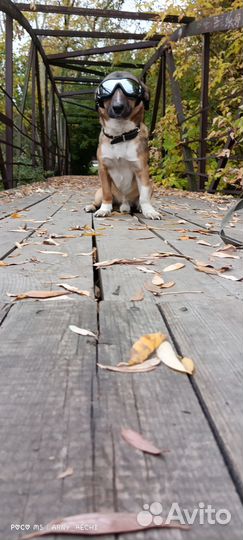 Родители разводятся,заберите Арчи