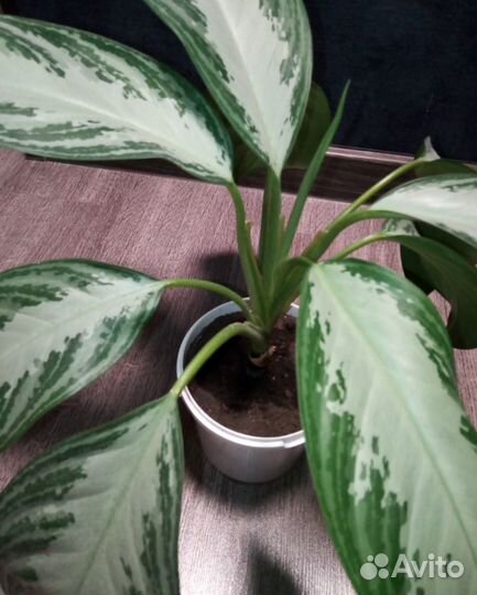 Комнатные цветы: Аглаонема