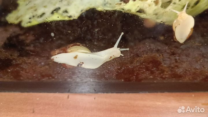 Улитки ахатины