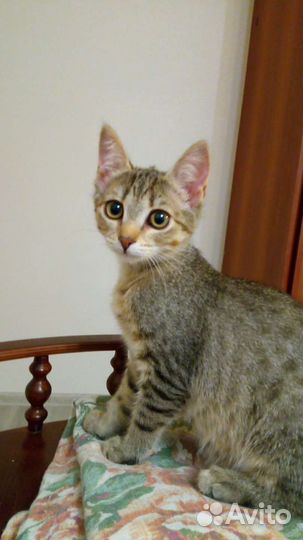 Котята, возраст 4 месяца