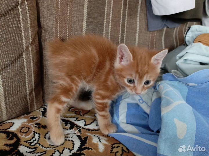 Котята курильский бобтейл