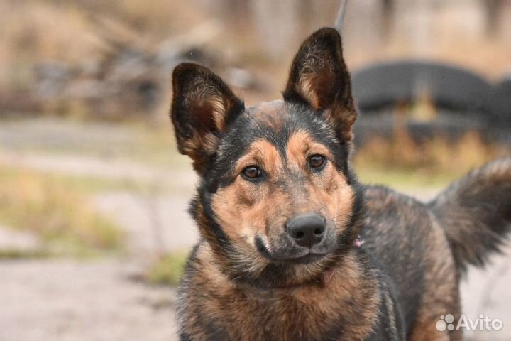 Собака в добрые руки