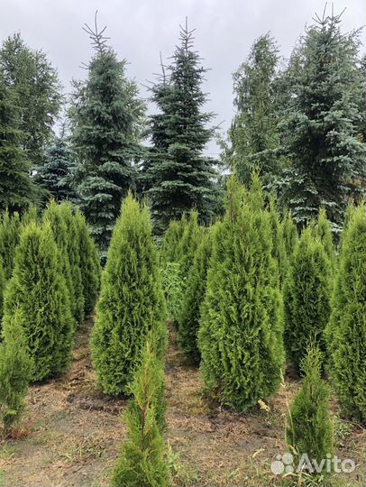Туя 70-80 см