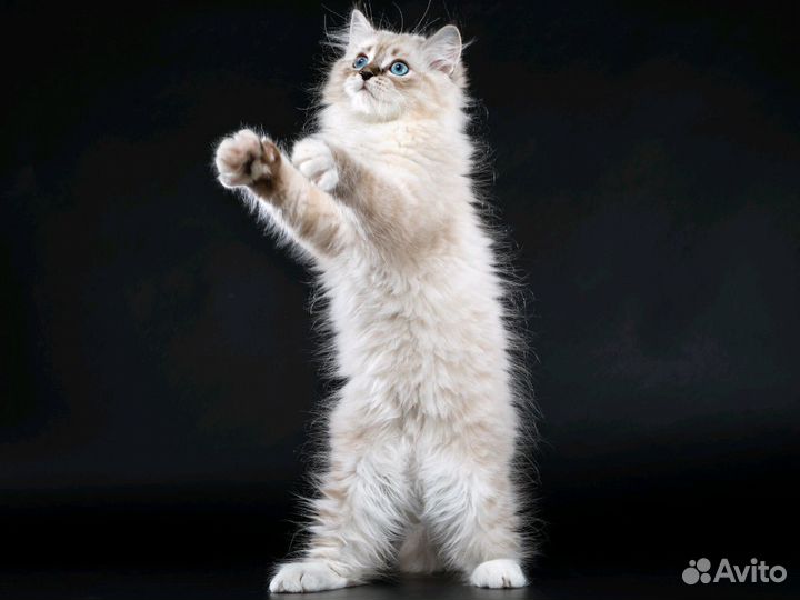 Котята невачки