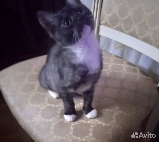 Котенок 2,5 месяца мальчик