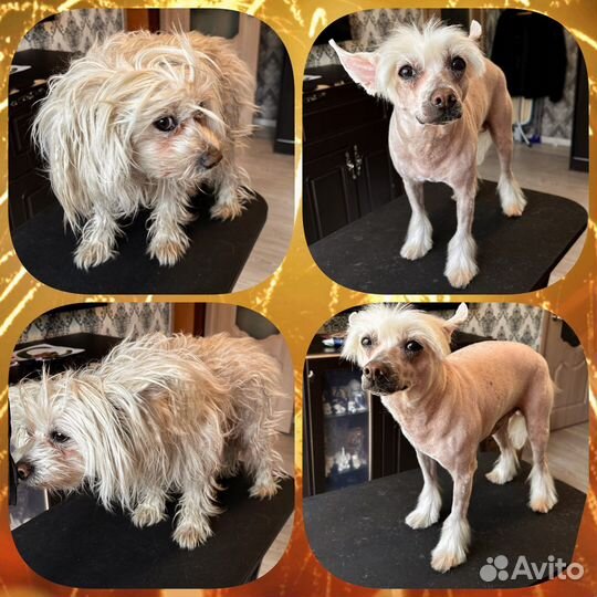 Грумер с выездом на дом