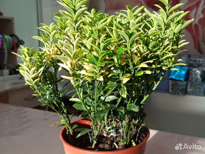 Бересклет японский