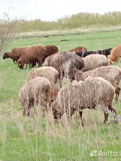 Овцы бараны ягнята