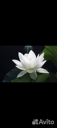 Маникюр, педикюр,брови