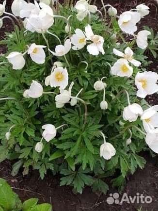 Цветы для сада много