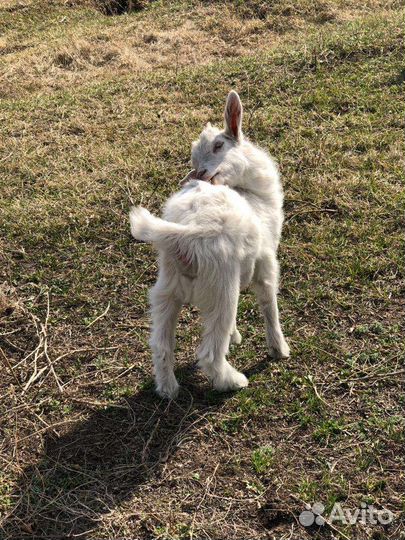 Козы и козлята