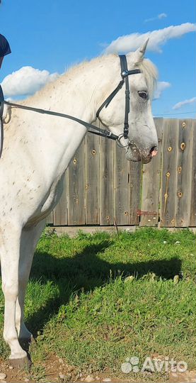 Чубарая кобыла