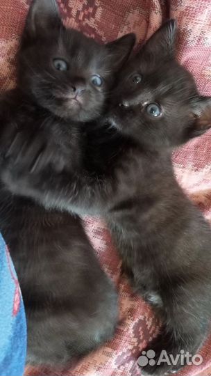 Отдам в добрые руки