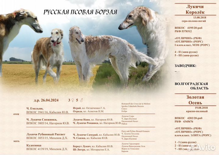 Русская борзая