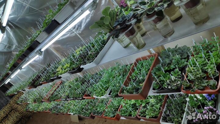 Фиалки сортовые