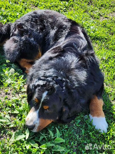 Бернский зенненхунд