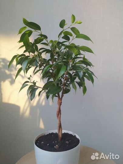 Фикус бенджамина плетёный сорт 