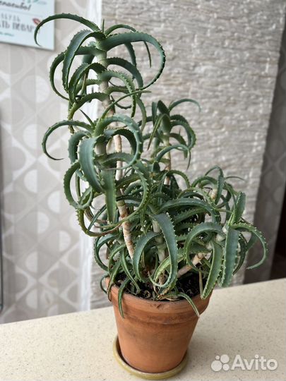 Алоэ столетник