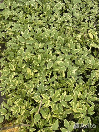 Сныть пестролистная