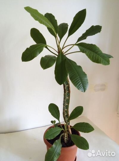 Молочай Беложилковый