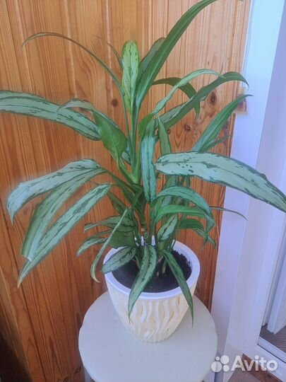 Аглаонема кутлас