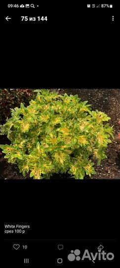 Растения для сада многолетники